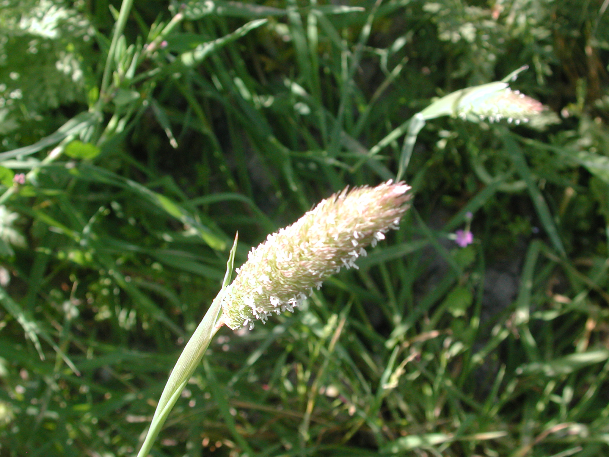 Phalaris paradoxa L.